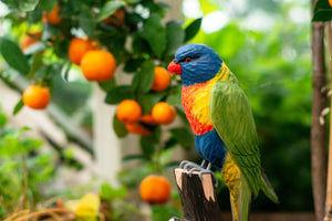 Hand Carved DecoBird Rainbow Lorikeet