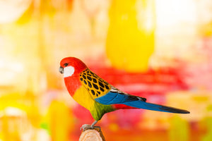 Hand Carved DecoBird Eastern Rosella